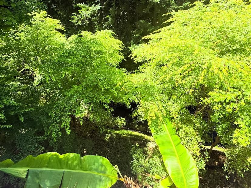 愛媛から高知へ（新緑の山道）