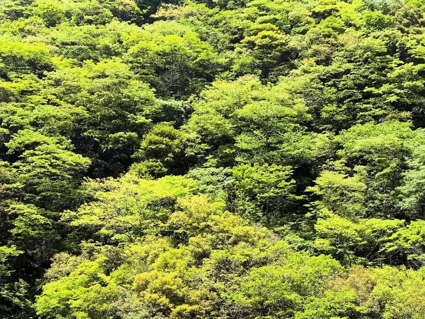 愛媛から高知へ（新緑の山道）
