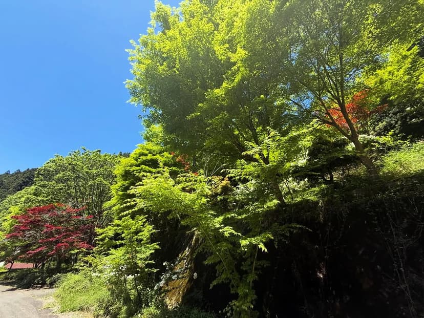 愛媛から高知へ（新緑の山道）