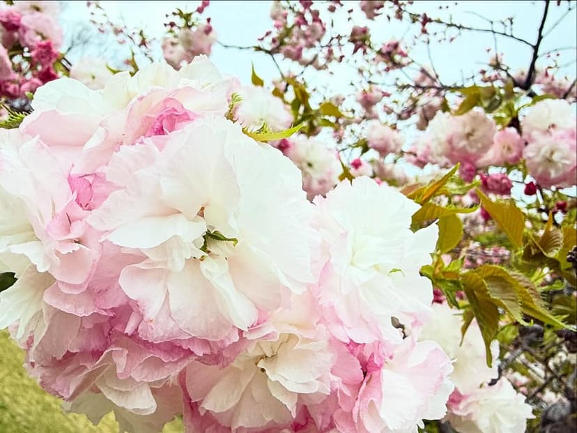 高知県立牧野植物園
