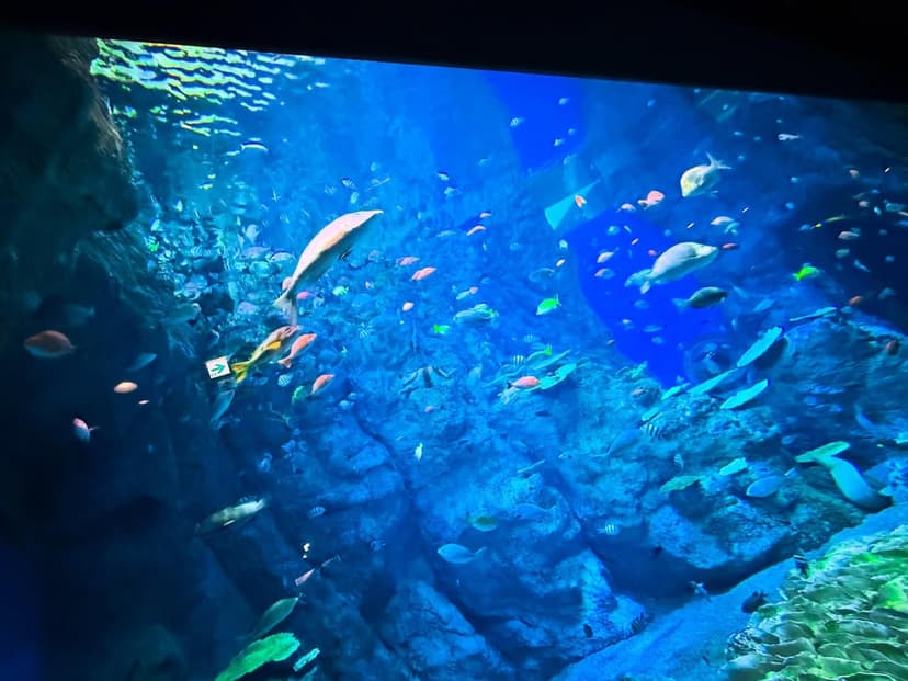 高知県立足摺海洋館 SATOUMI