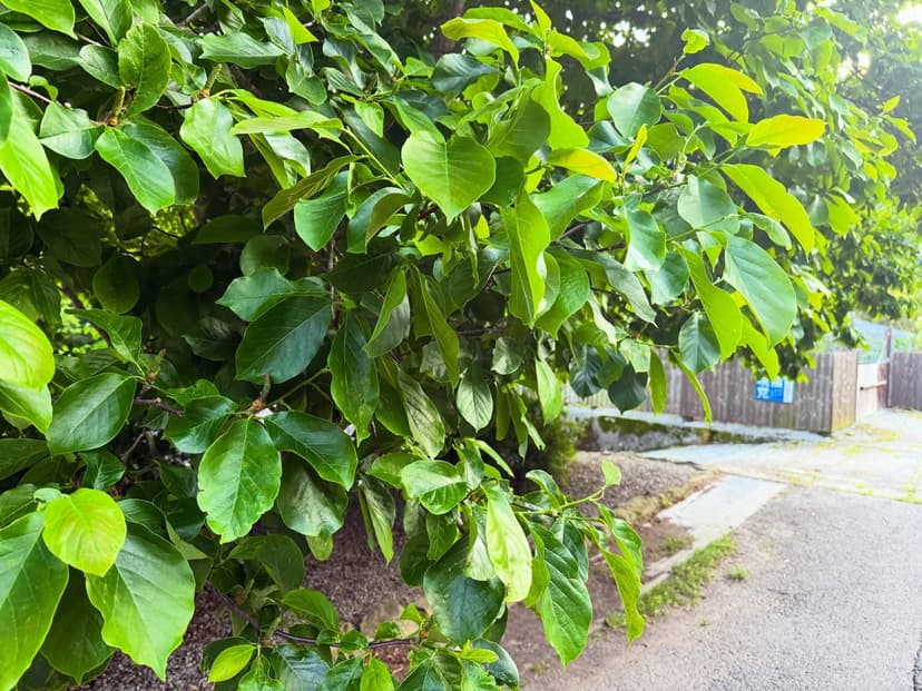 脇町のモクレン（脇町の木）