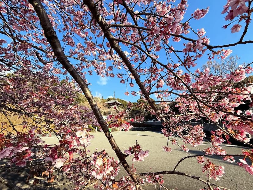 八須賀桜・8番熊谷寺