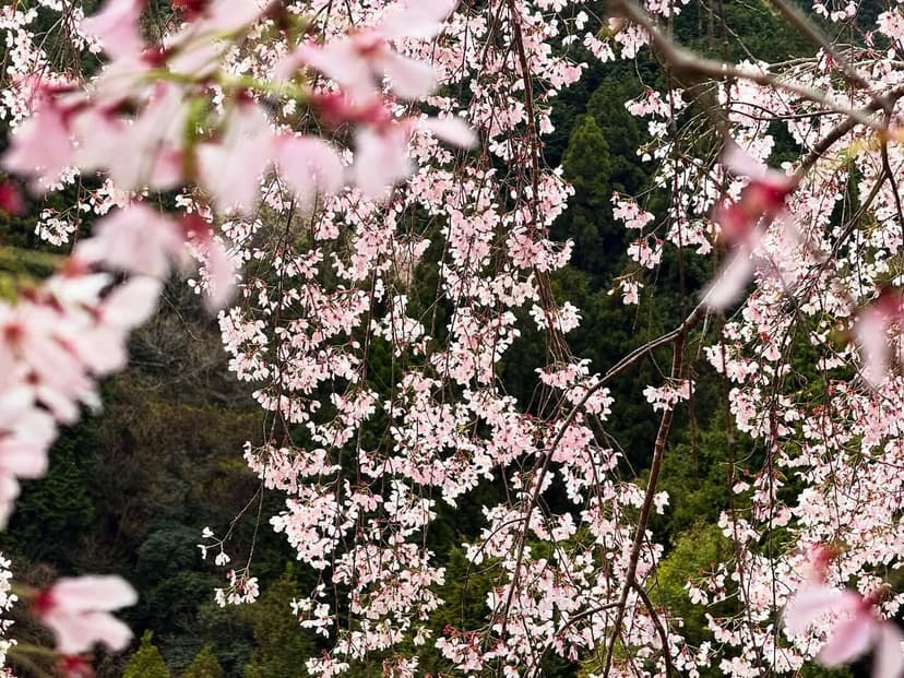 ゆうかの里（裕花の里）