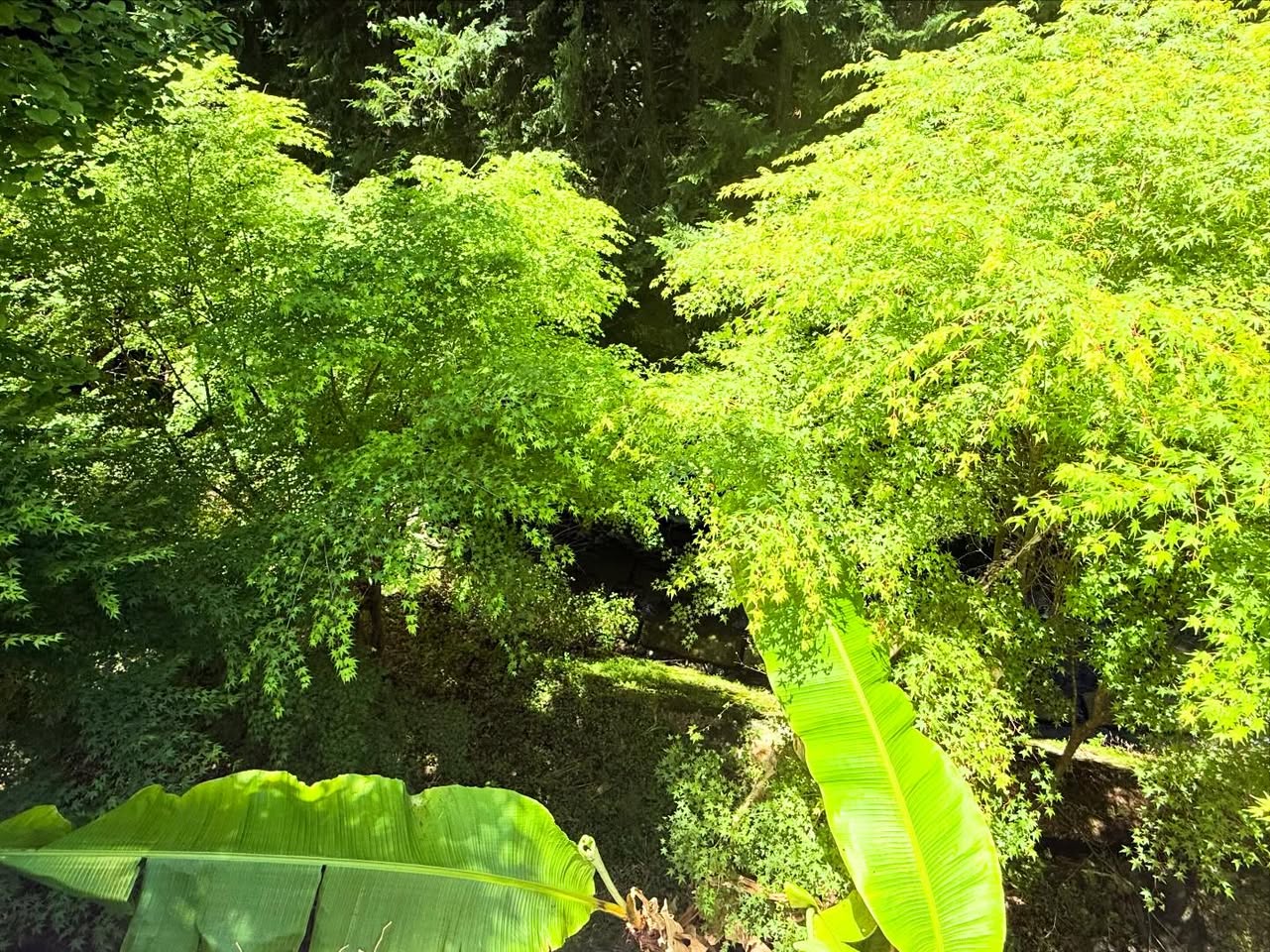 愛媛から高知へ（新緑の山道） 4