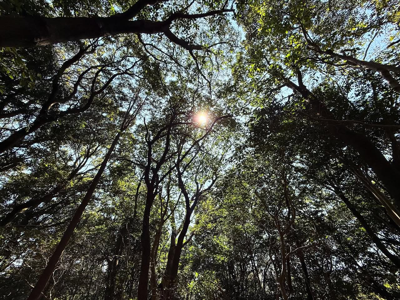 アマテラス・ヒミコに通じる神社 2