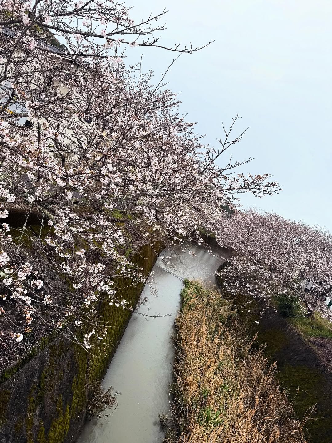 横山賢二 4