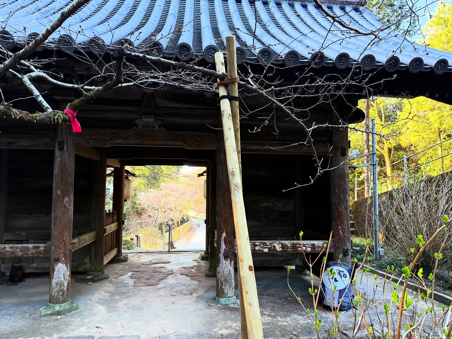 八須賀桜・8番熊谷寺 2