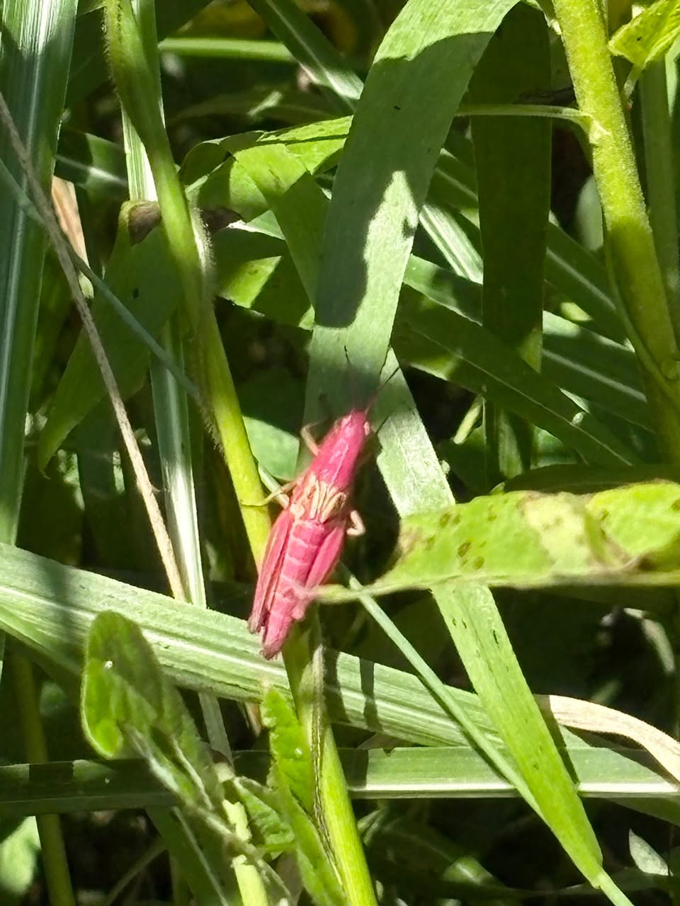 荘内半島オートキャンプ場 浦島 5