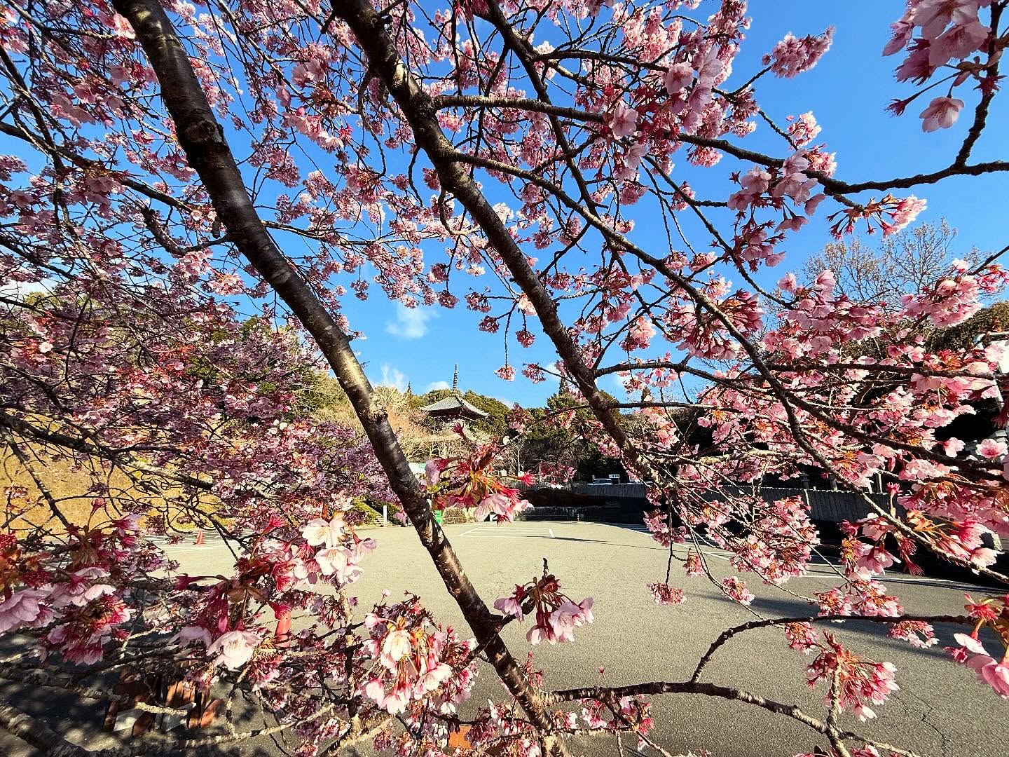 八須賀桜・8番熊谷寺 1