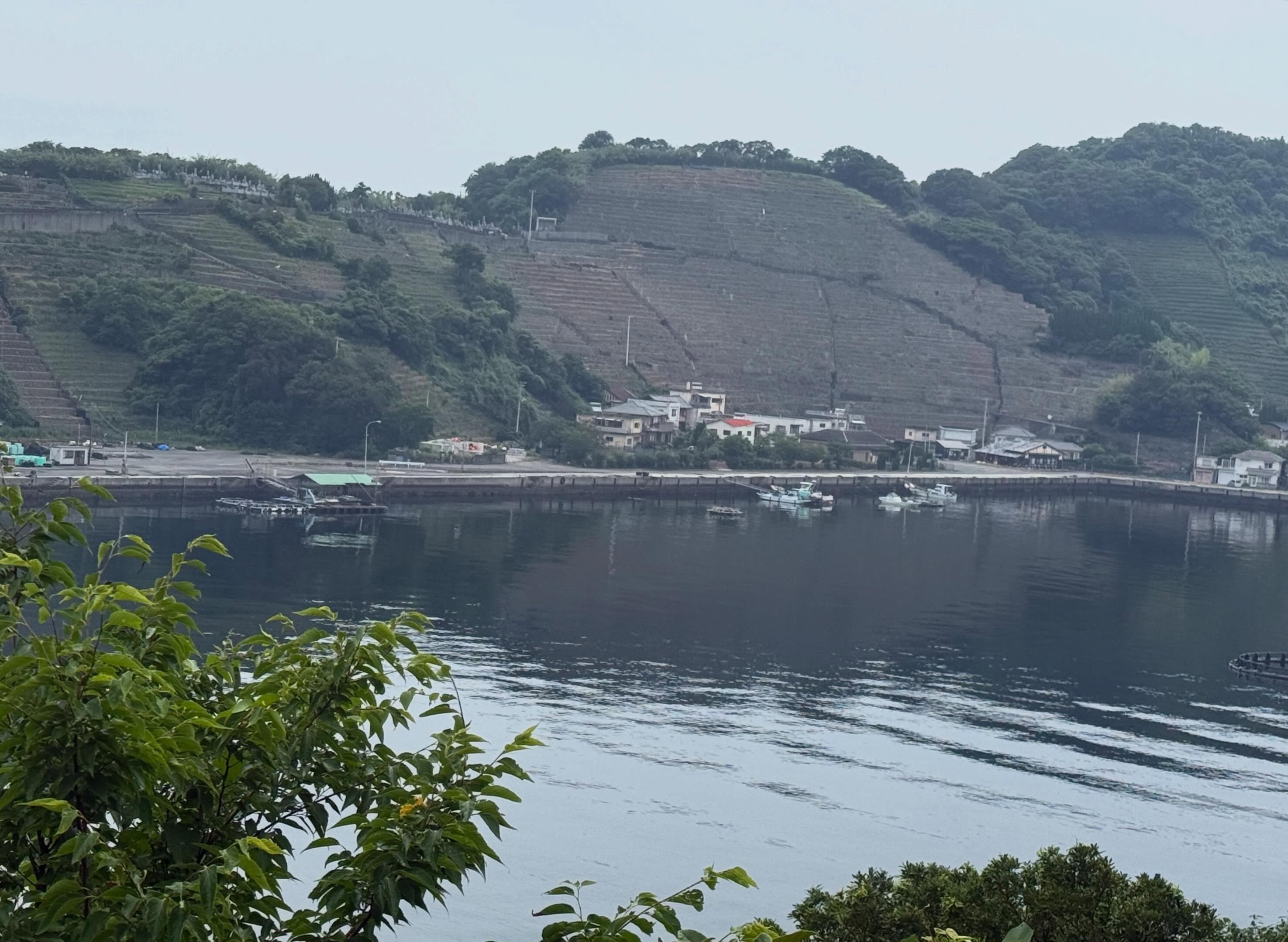 遊子水荷浦の段畑 2